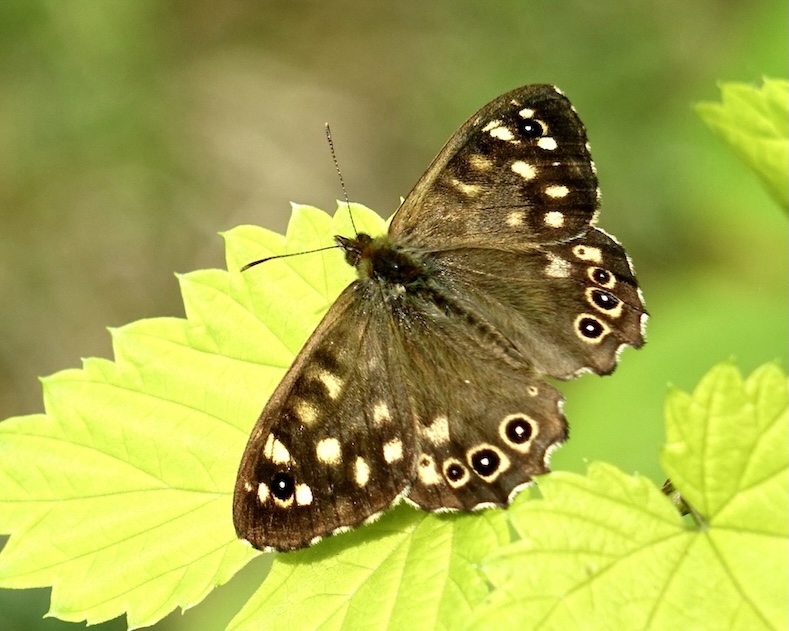 speckled wood